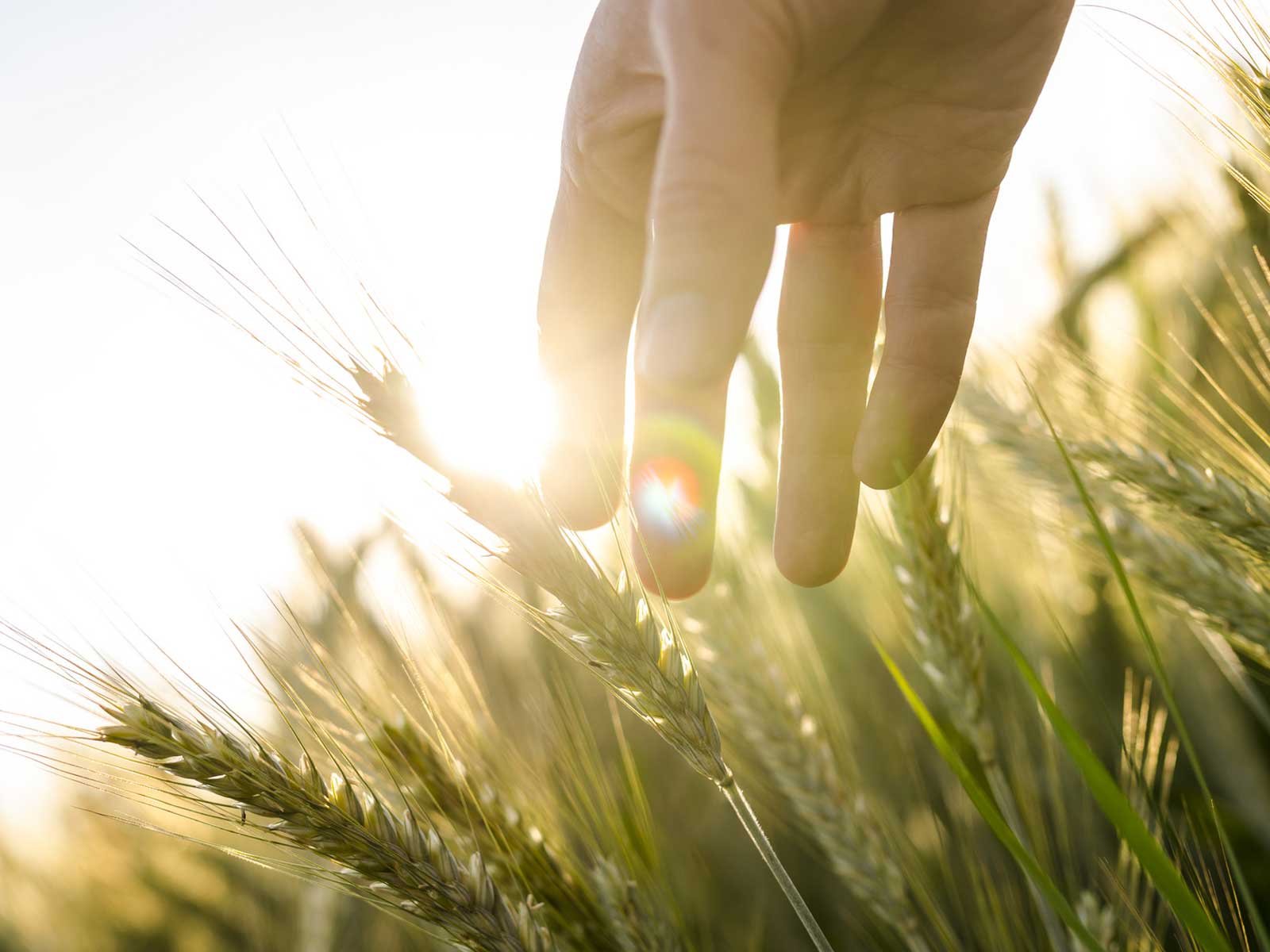 Schöne neue Landwirtschaft? Die Bayer-Monsanto-Fusion
