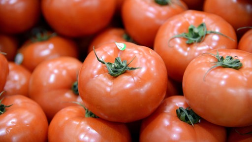 Blutige Tomaten – Harte Erntebedingungen in Italien